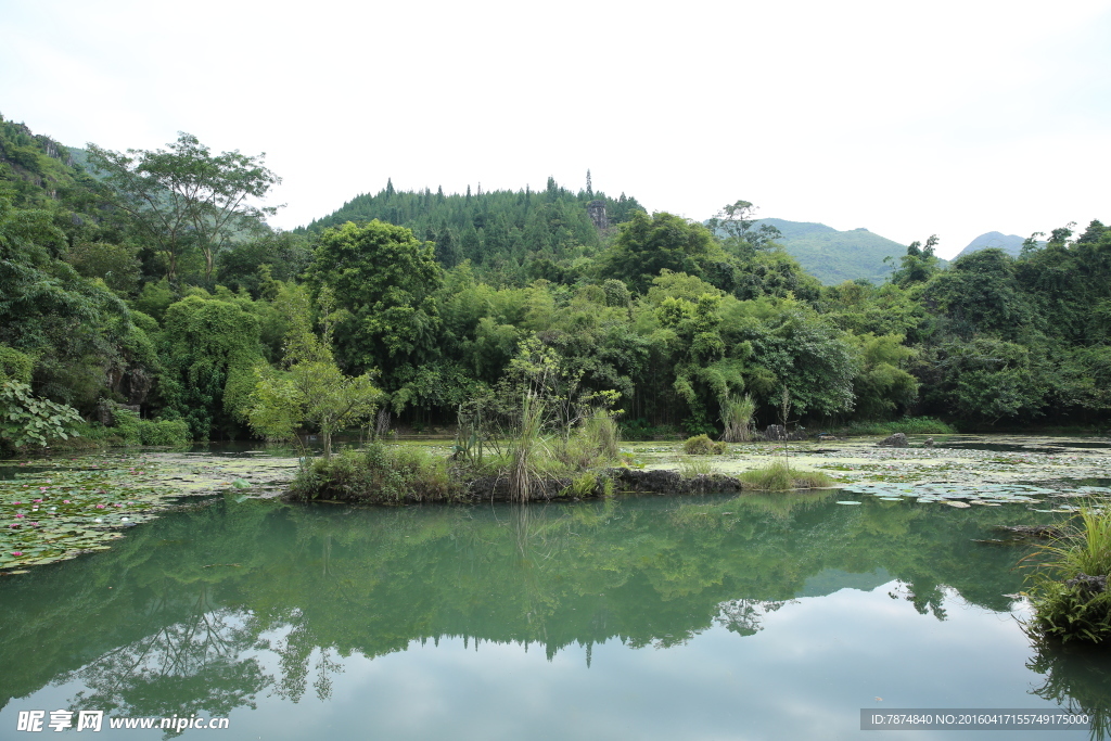 黄果树