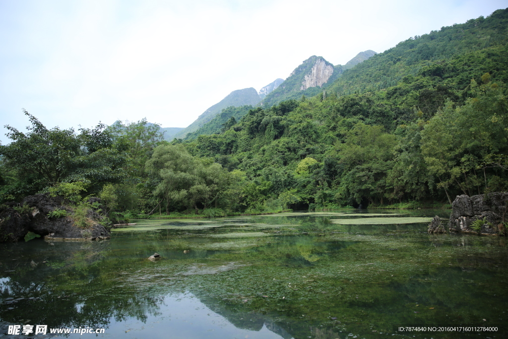 黄果树