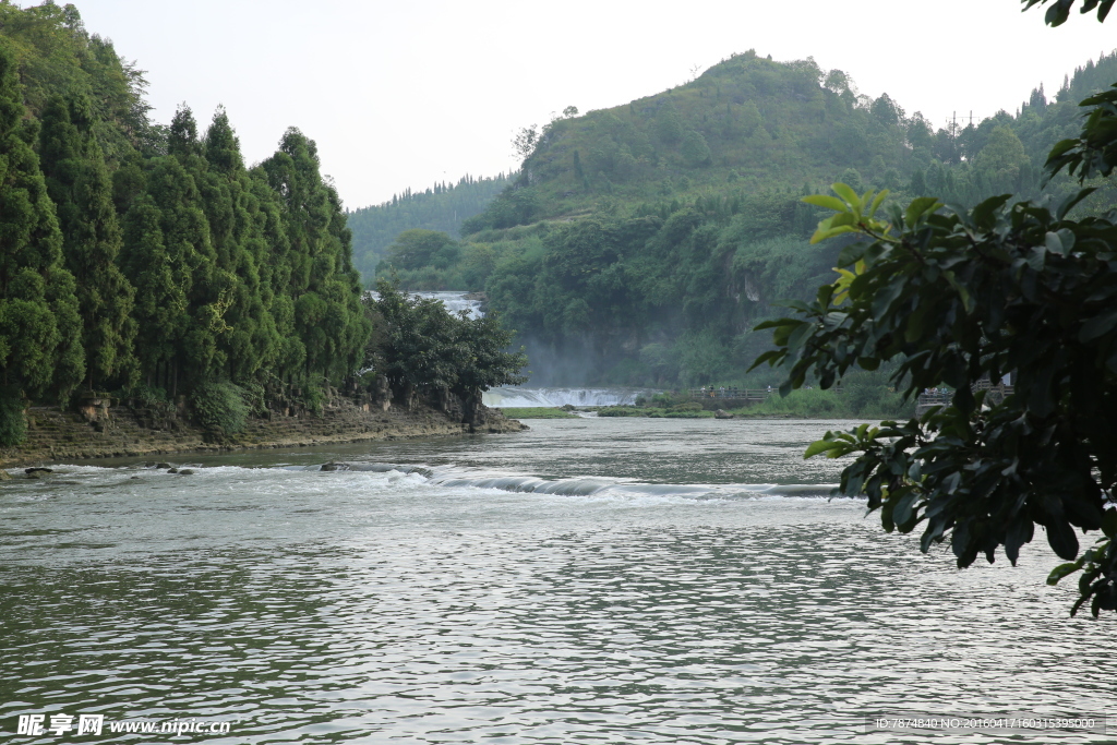 黄果树