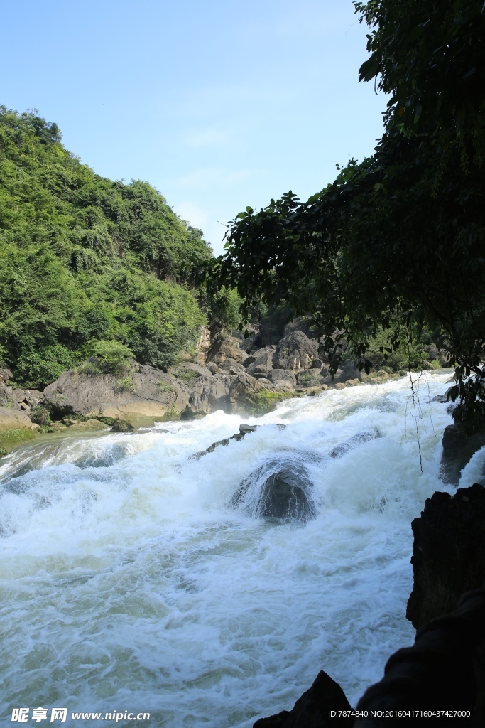 黄果树