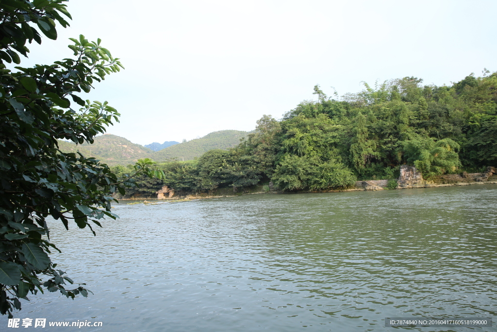 黄果树
