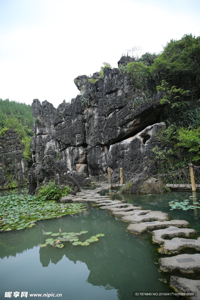 黄果树