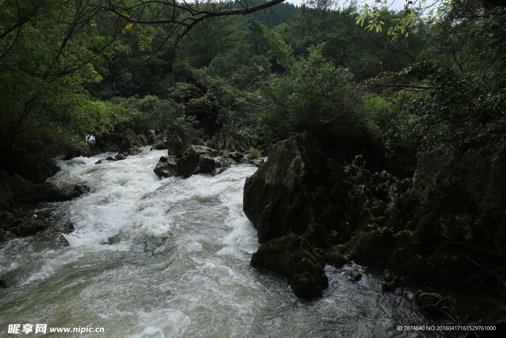 黄果树