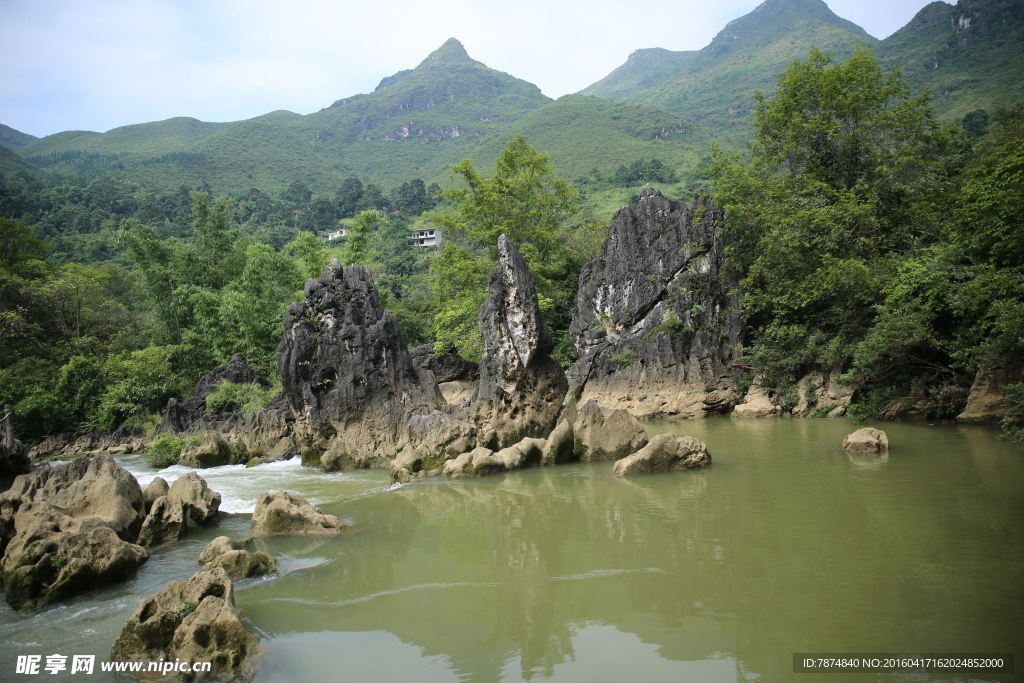 黄果树