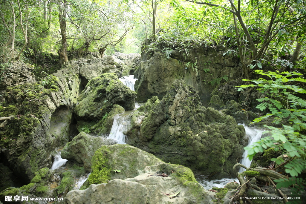 黄果树