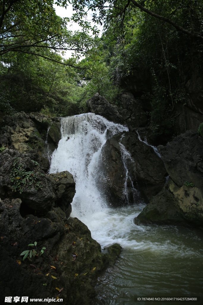 黄果树
