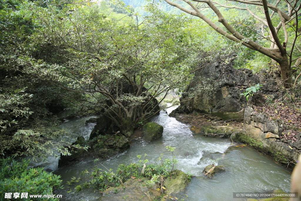 黄果树