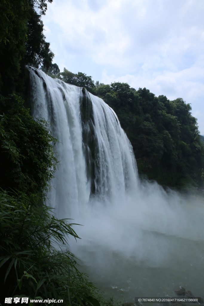 黄果树