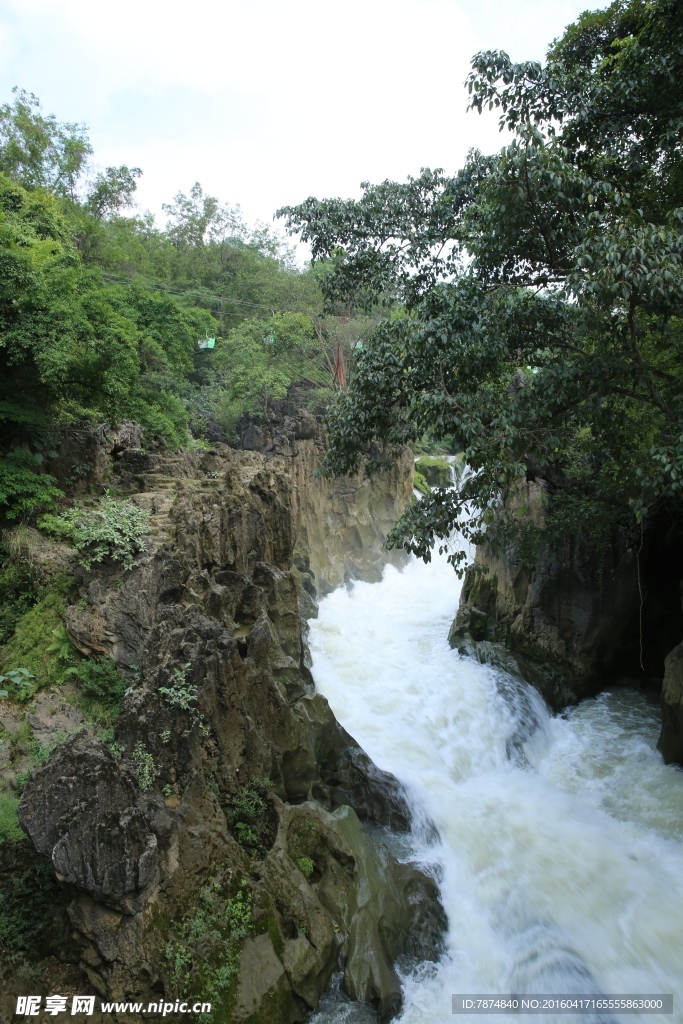 黄果树