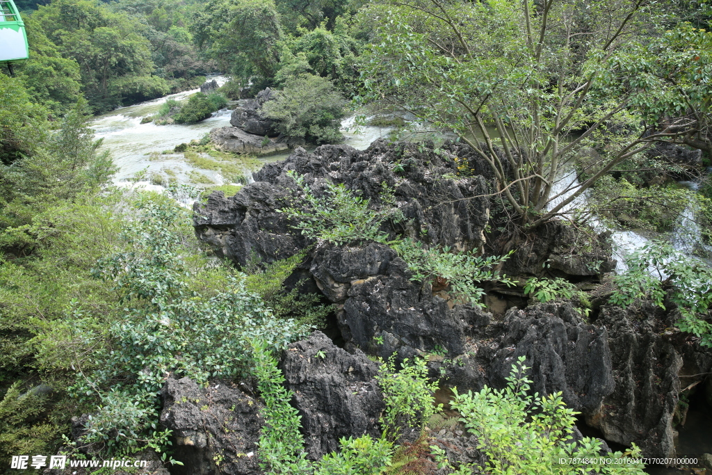 黄果树