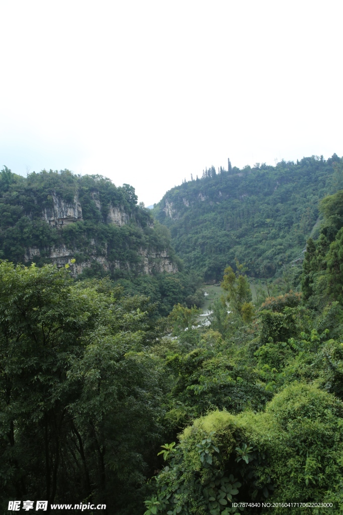 黄果树