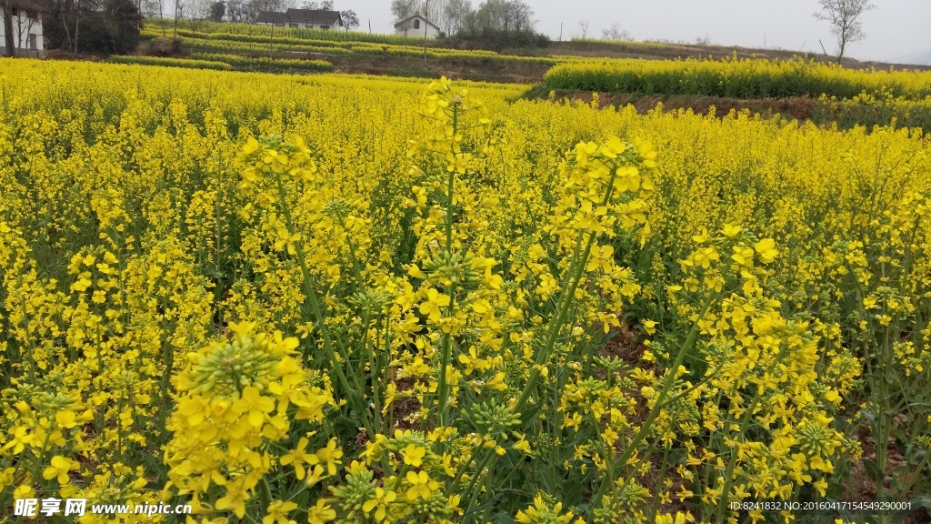 汉中 油菜花