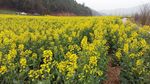 汉中油菜花