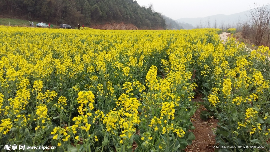 汉中油菜花