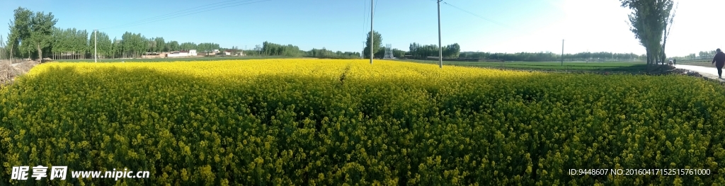 油菜花海