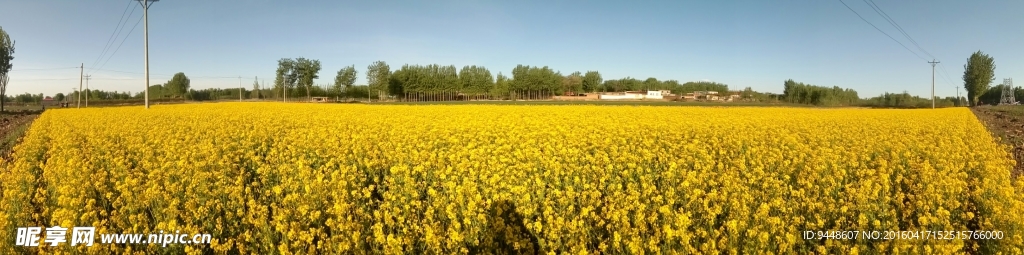 油菜花海