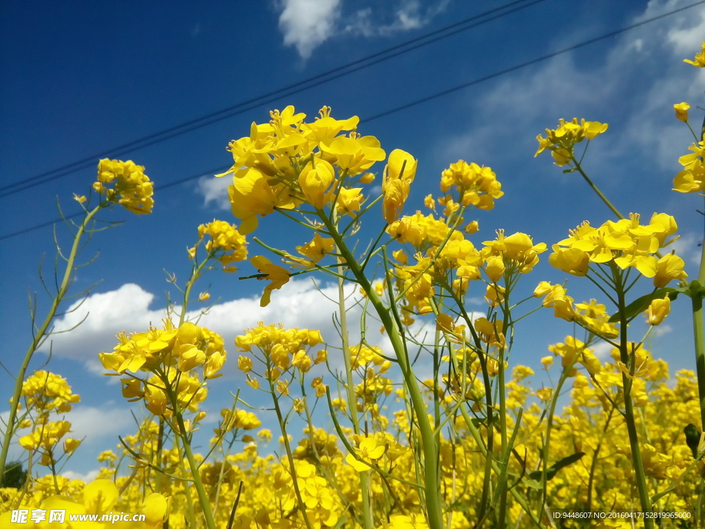油菜花海