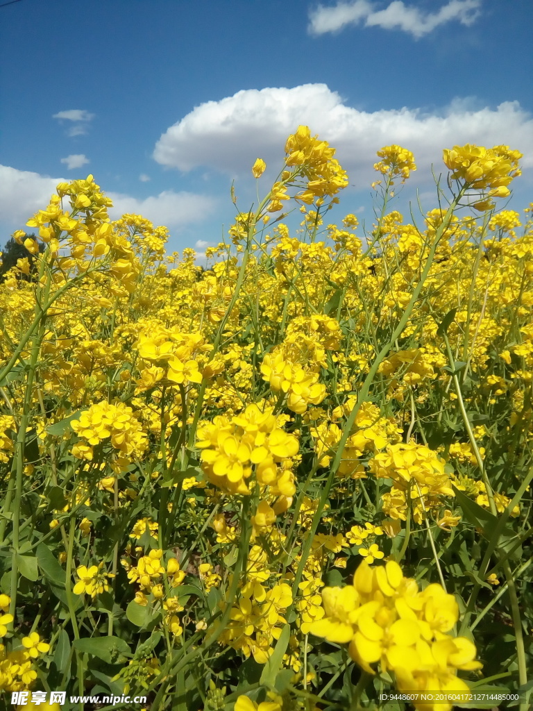 油菜花海