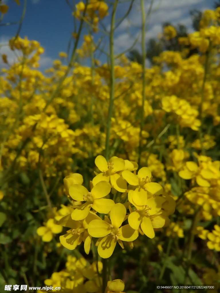 油菜花海