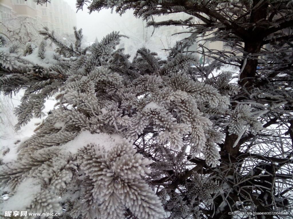 松树特写