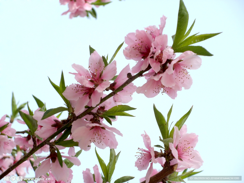 桃花图片素材