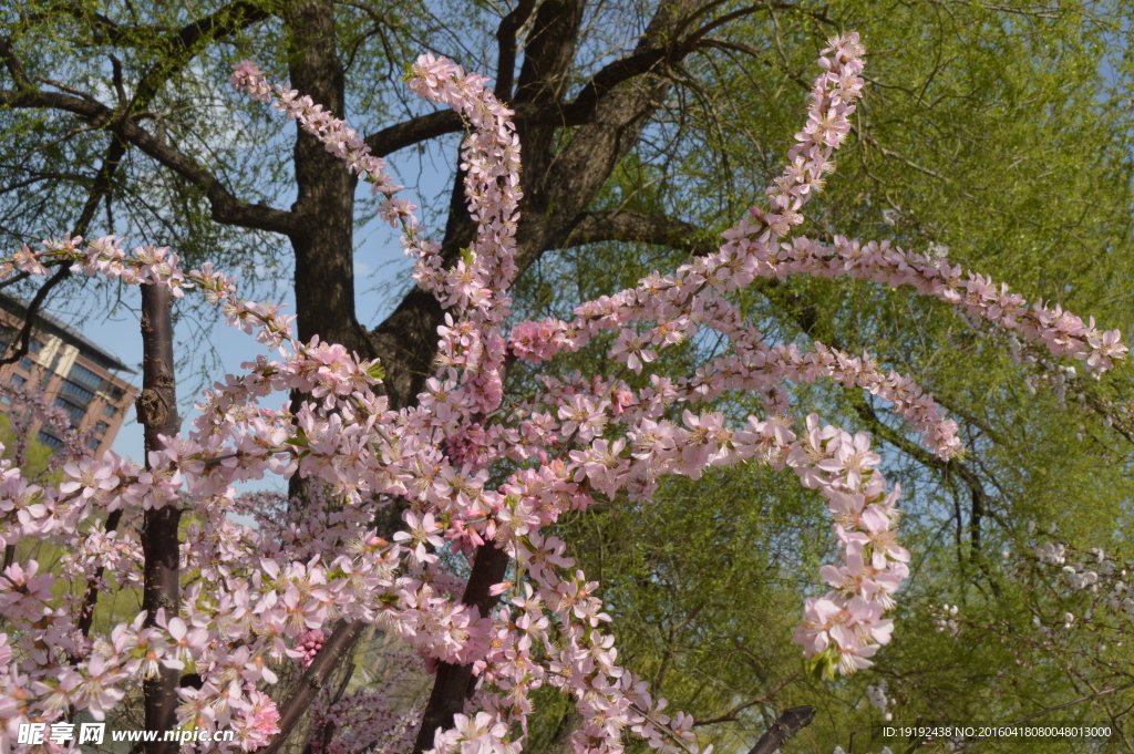 梅花