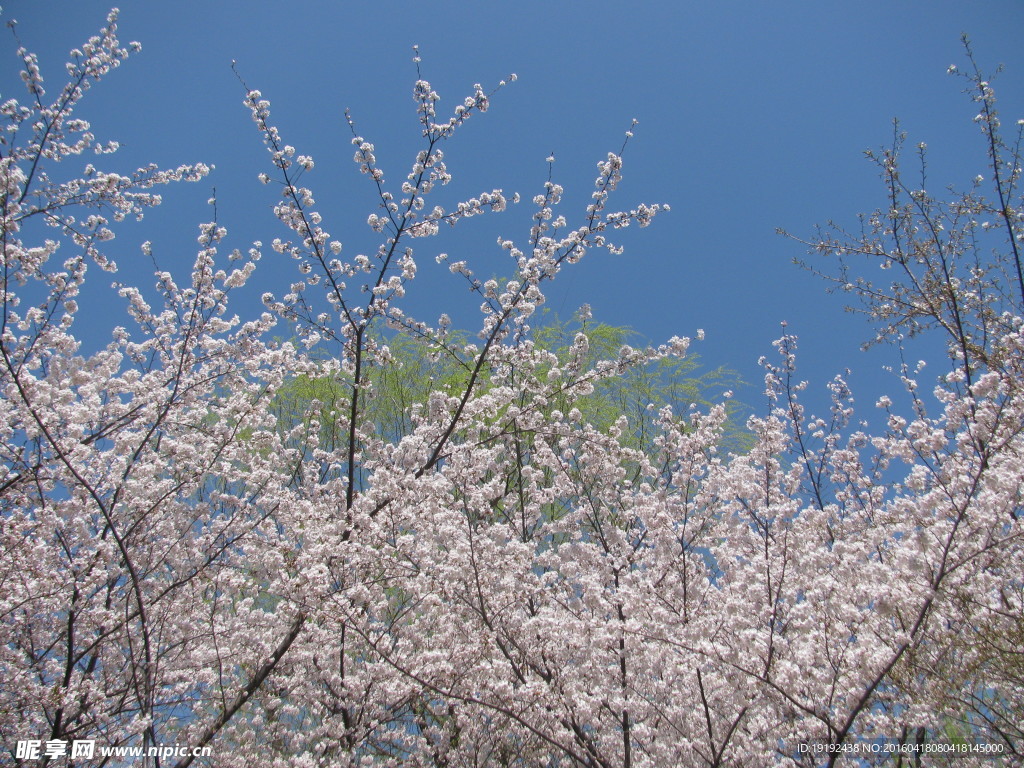 樱花
