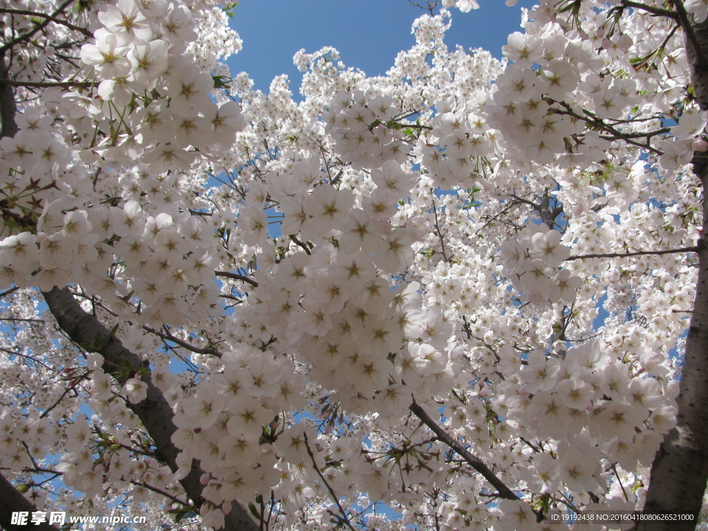 樱花
