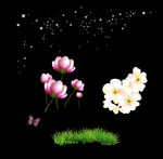 白色星光 花朵 小草