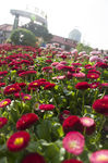 花 鲜花
