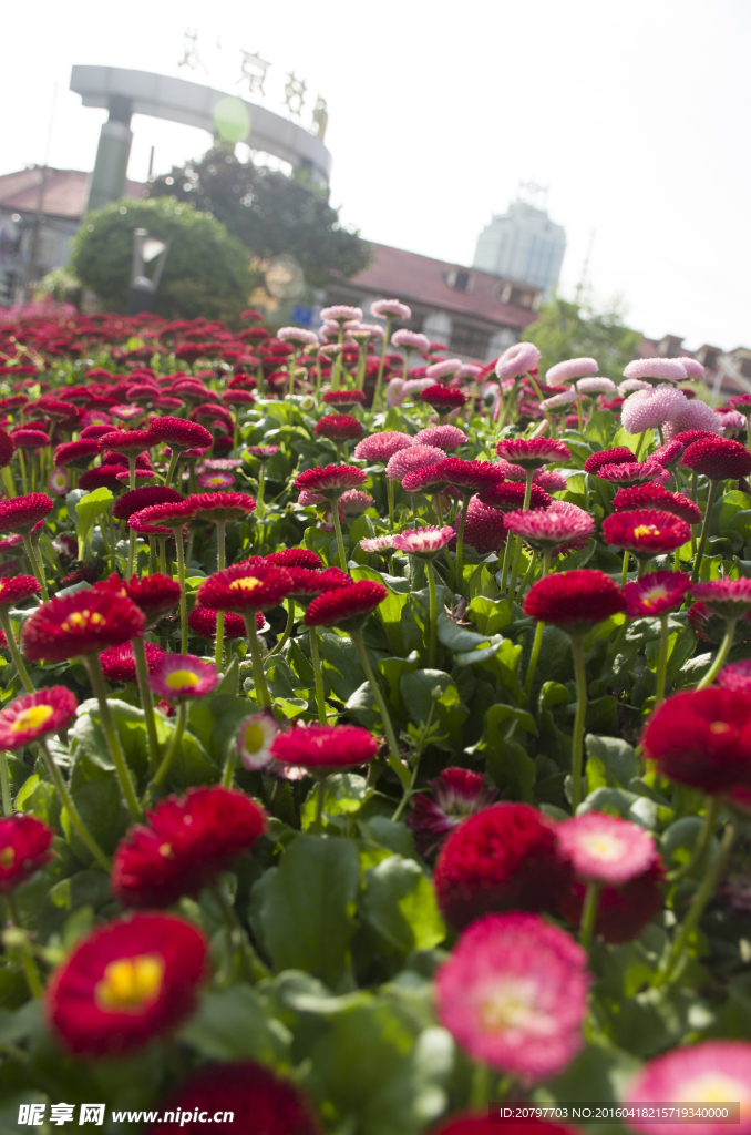 花 鲜花