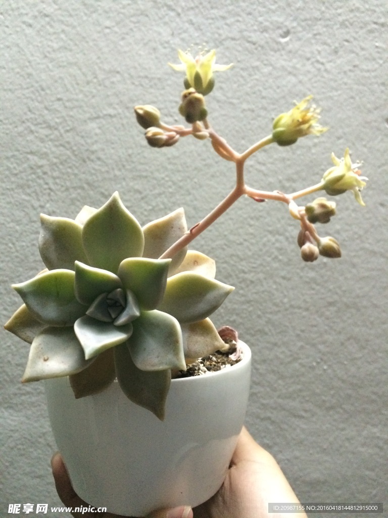 多肉植物