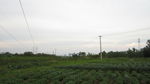 田野