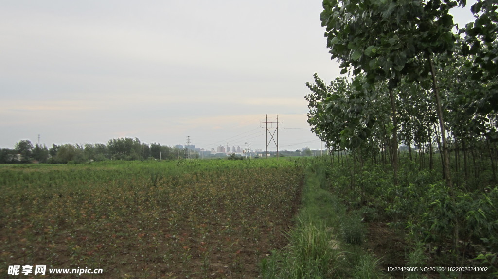 田野