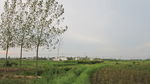 田野