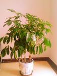 植物