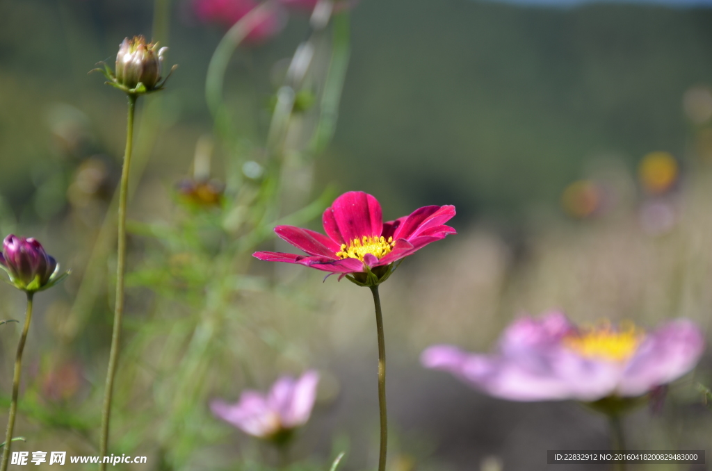 格桑花