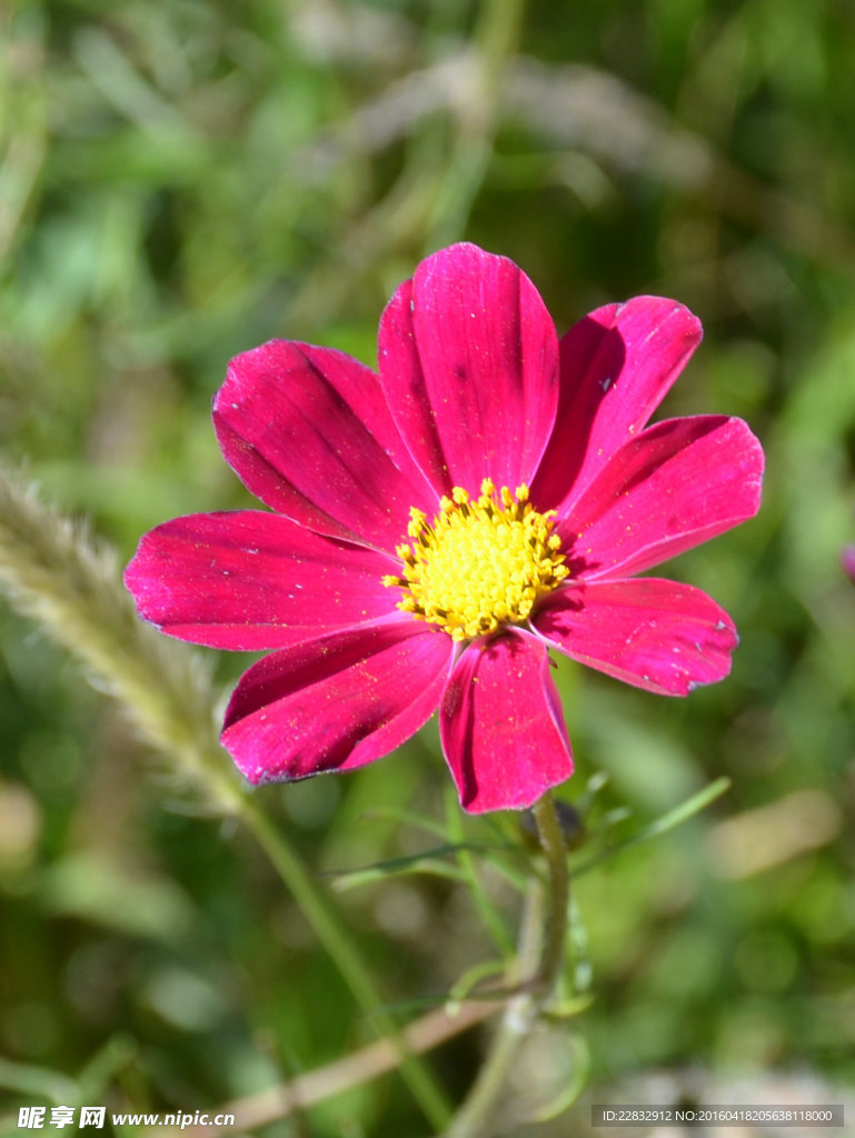 格桑花