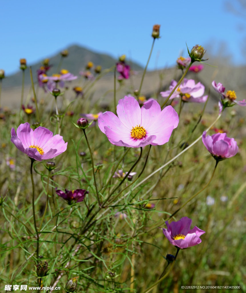 格桑花