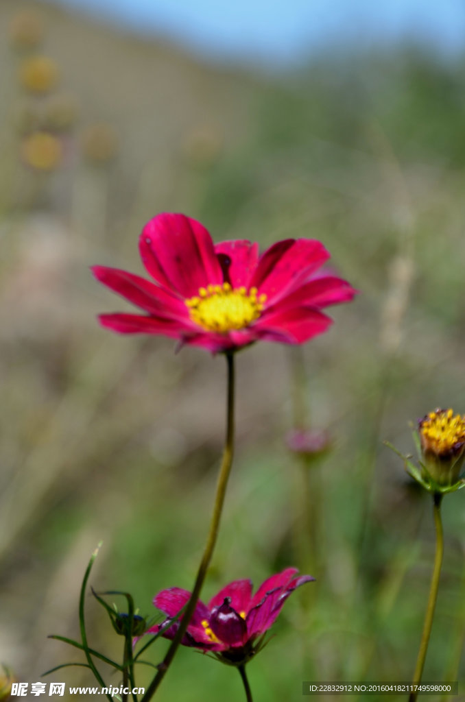 格桑花