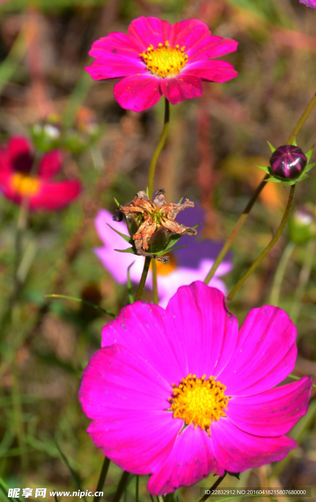 格桑花