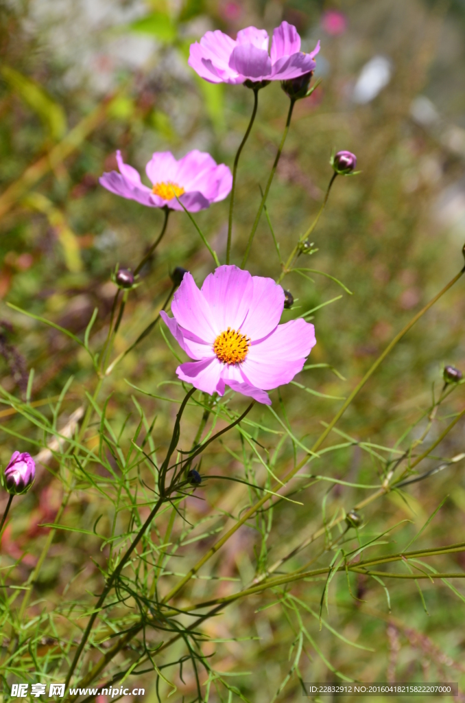 格桑花