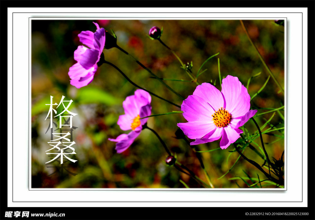格桑花
