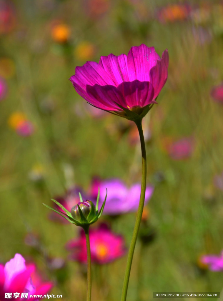 格桑花