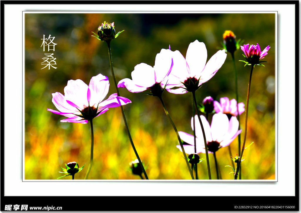 格桑花