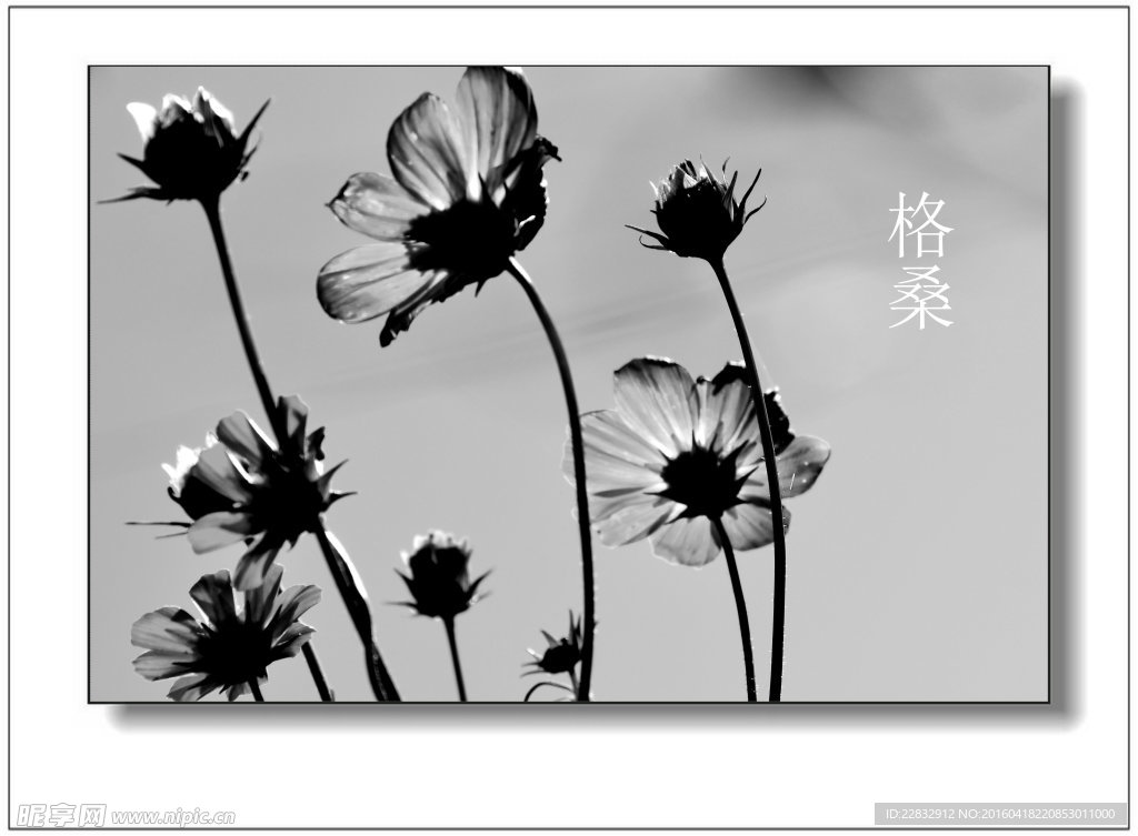 格桑花