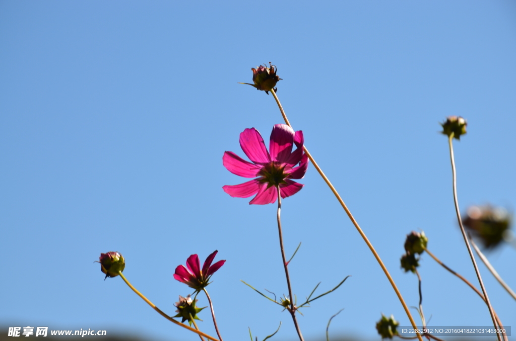 格桑花