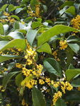 桂花