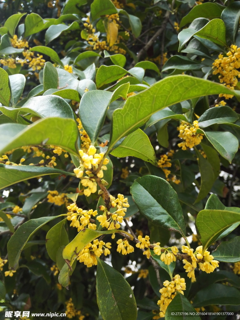 桂花