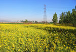 油菜花
